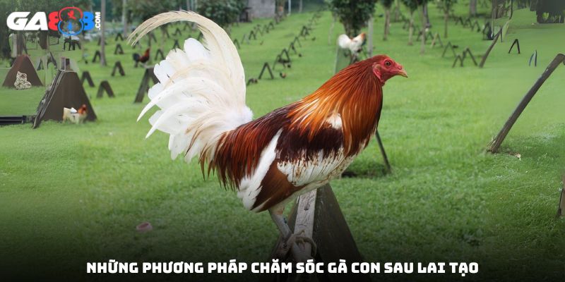 Những phương pháp chăm sóc gà con sau lai tạo