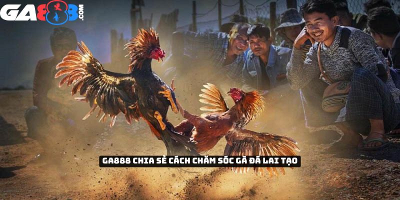 GA888 chia sẻ cách chăm sóc gà đá lai