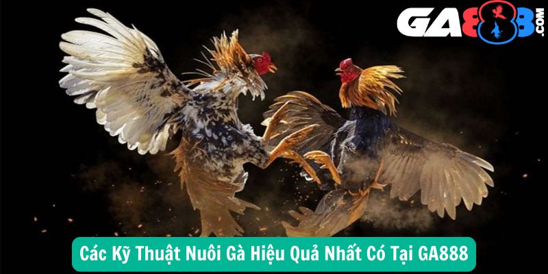 Các Kỹ Thuật Nuôi Gà Hiệu Quả Nhất Có Tại GA888