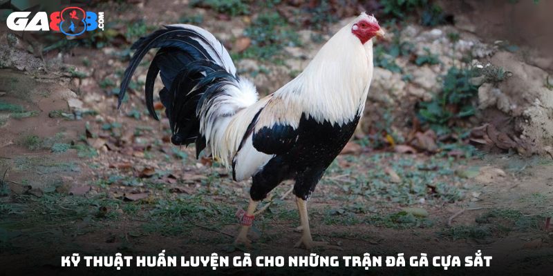 Kỹ thuật huấn luyện gà cho những trận đá gà cựa sắt