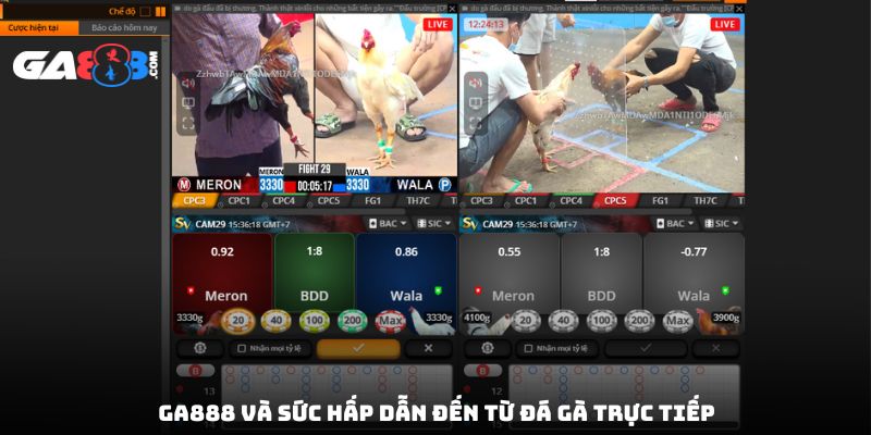 GA888 và sức hấp dẫn đến từ đá gà trực tiếp