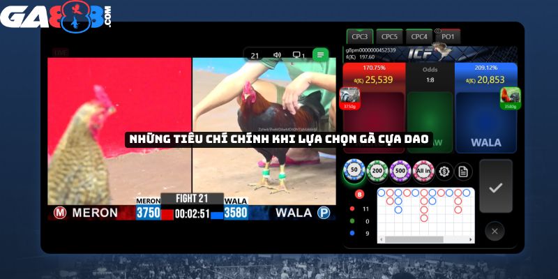 Những tiêu chí chính khi lựa chọn gà cựa dao
