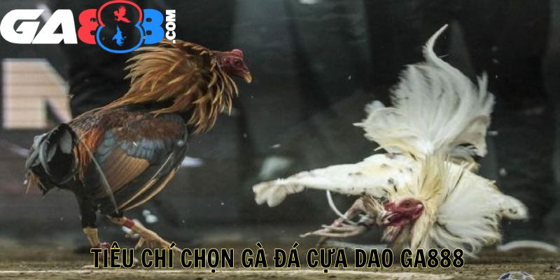 Tiêu Chí Chọn Gà Đá Cựa Dao GA888