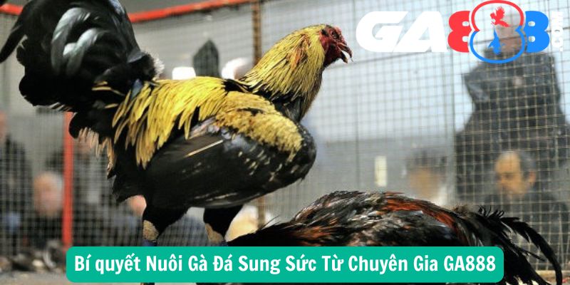Bí quyết Nuôi Gà Đá Sung Sức Từ Chuyên Gia GA888