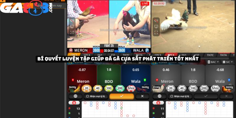 Bí quyết luyện tập giúp đá gà cựa sắt phát triển tốt nhất