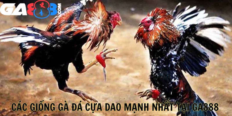 Các Giống Gà Đá Cựa Dao Mạnh Nhất Tại GA888
