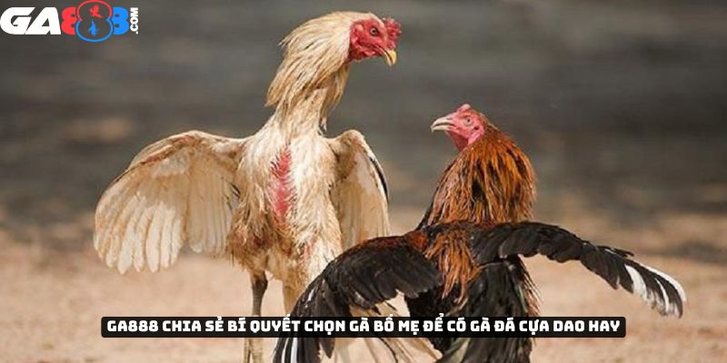 GA888 chia sẻ bí quyết chọn gà bố mẹ để có giống gà đá cựa dao hay