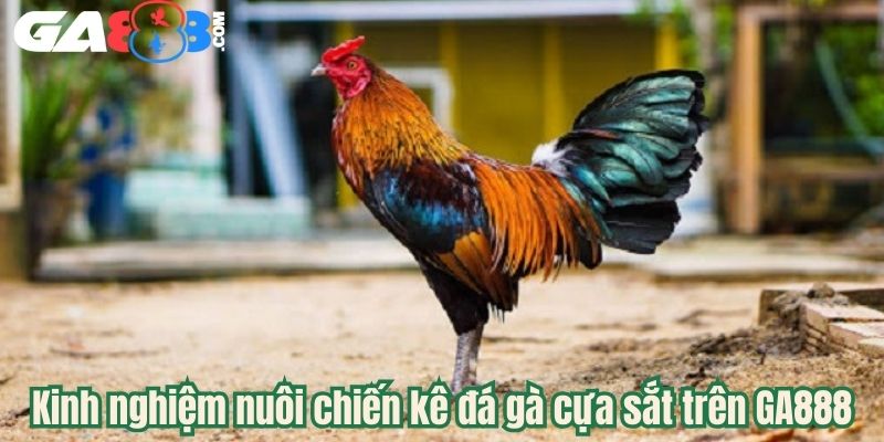 Kinh nghiệm nuôi chiến kê đá gà cựa sắt trên GA888