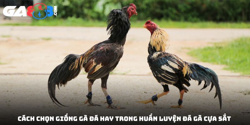 Cách chọn giống gà đá hay trong huấn luyện đá gà cựa sắt