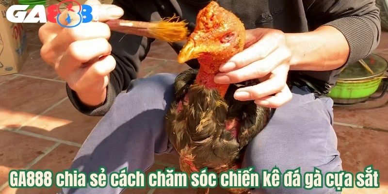 GA888 chia sẻ cách chăm sóc chiến kê đá gà cựa sắt