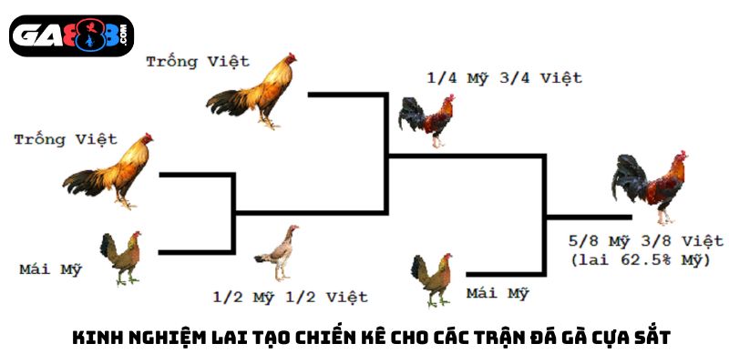 Kinh nghiệm lai tạo chiến kê cho các trận đá gà cựa sắt