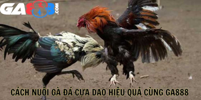 Cách Nuôi Gà Đá Cựa Dao Hiệu Quả Cùng GA888