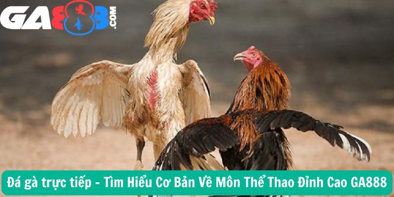 Đá gà trực tiếp – Tìm Hiểu Cơ Bản Về Môn Thể Thao Đỉnh Cao GA888