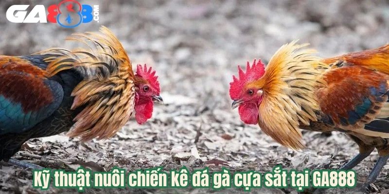 Kỹ thuật nuôi chiến kê đá gà cựa sắt tại GA888