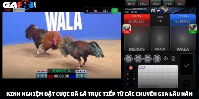 Kinh nghiệm đặt cược đá gà trực tiếp từ các chuyên gia lâu năm