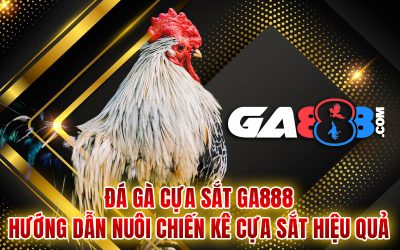 Đá Gà Cựa Sắt GA888 – Hướng Dẫn Nuôi Chiến Kê Cựa Sắt Hiệu Quả