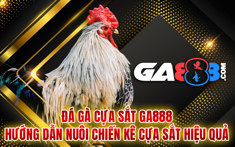 Đá Gà Cựa Sắt GA888 – Hướng Dẫn Nuôi Chiến Kê Cựa Sắt Hiệu Quả
