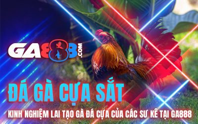 Đá Gà Cựa Sắt – Kinh Nghiệm Lai Tạo Gà Đá Cựa Của Các Sư Kê Tại GA888
