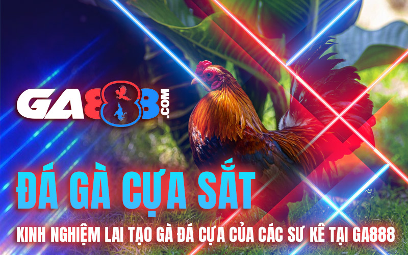 Đá Gà Cựa Sắt – Kinh Nghiệm Lai Tạo Gà Đá Cựa Của Các Sư Kê Tại GA888