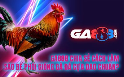 GA888 chia sẻ cách làm sao để phối giống gà đá cựa dao chuẩn?