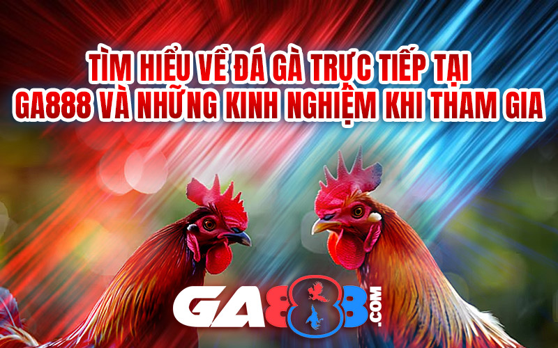 Tìm hiểu về đá gà trực tiếp tại GA888 và những kinh nghiệm khi tham gia
