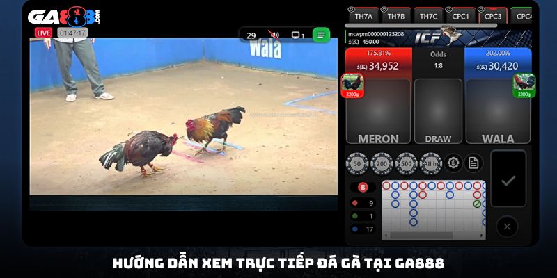 Hướng dẫn xem trực tiếp đá gà tại GA888