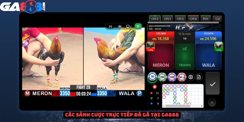 Các sảnh cược trực tiếp đá gà tại GA888