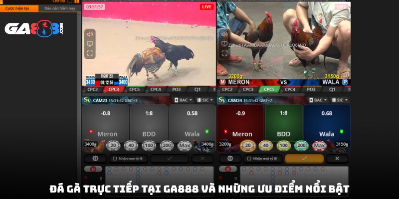 Đá gà trực tiếp tại GA888 và những ưu điểm nổi bật