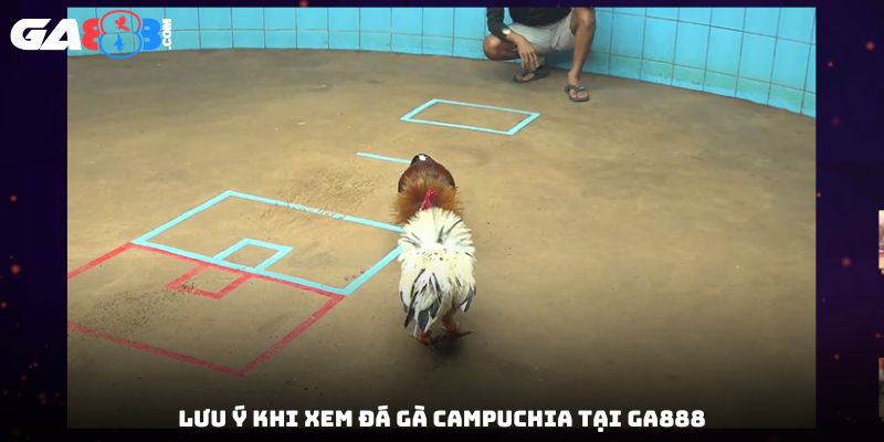 Lưu ý khi xem đá gà Campuchia tại GA888
