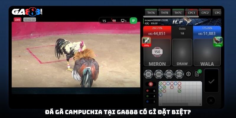 Đá gà Campuchia tại GA888 có gì đặt biệt?