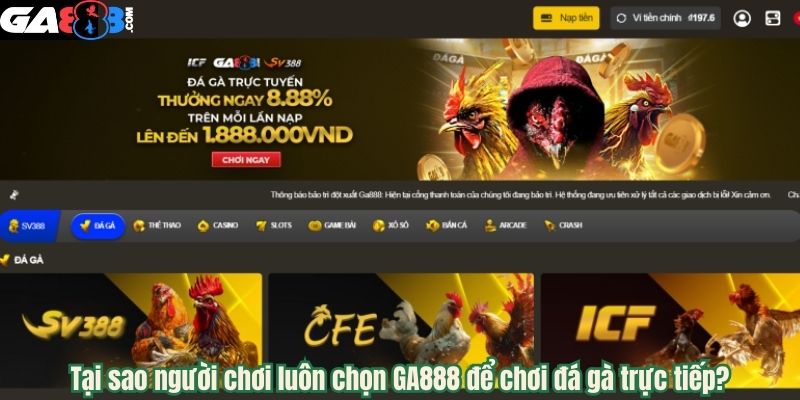 Tại sao người chơi luôn chọn GA888 để chơi đá gà trực tiếp?