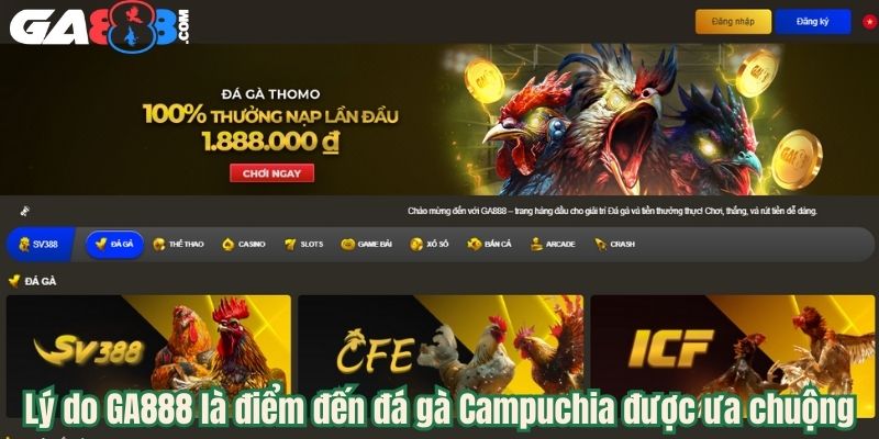Lý do GA888 là điểm đến đá gà Campuchia được ưa chuộng