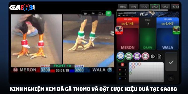 Kinh nghiệm xem đá gà Thomo và đặt cược hiệu quả tại GA888