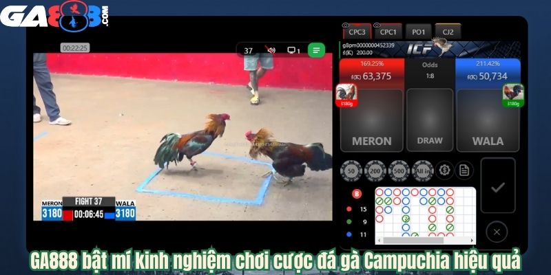 GA888 bật mí kinh nghiệm chơi cược đá gà Campuchia hiệu quả