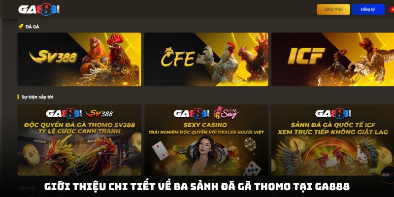 Giới thiệu chi tiết về ba sảnh đá gà Thomo tại GA888