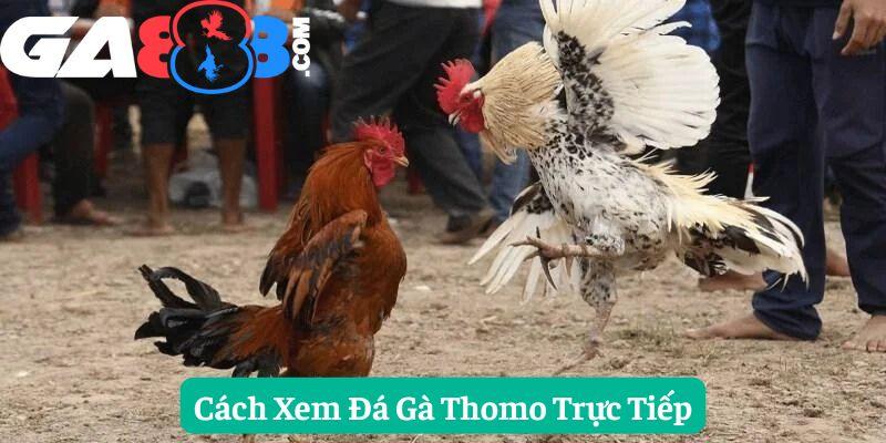 Cách Xem Đá Gà Thomo Trực Tiếp