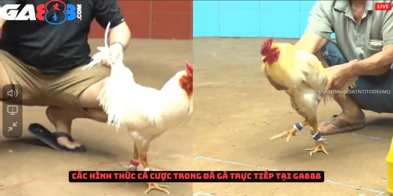 Các hình thức cá cược trong đá gà trực tiếp tại GA888