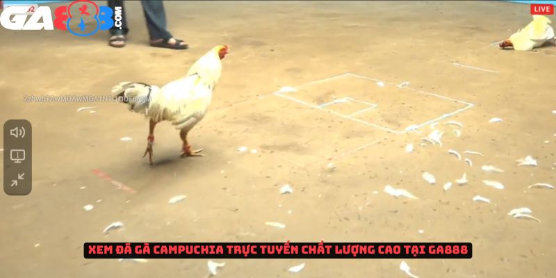 Xem cược đá gà Campuchia trực tuyến chất lượng cao tại GA888