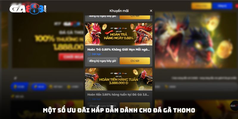 Một số ưu đãi hấp dẫn dành cho đá gà Thomo