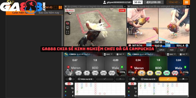 GA888 chia sẻ kinh nghiệm cá cược đá gà Campuchia