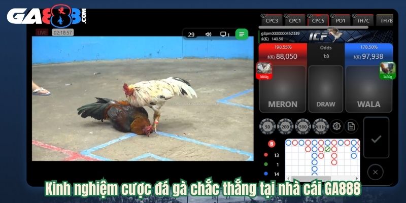 Kinh nghiệm cược đá gà chắc thắng tại nhà cái GA888