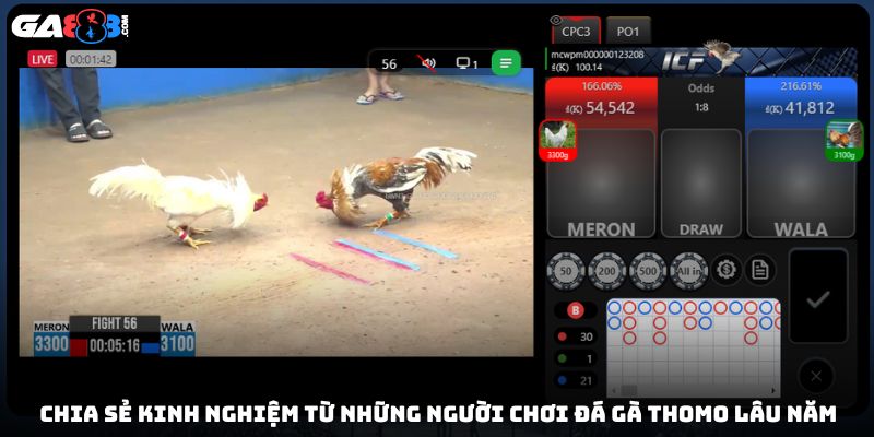 Chia sẻ kinh nghiệm từ những người chơi đá gà thomo lâu năm