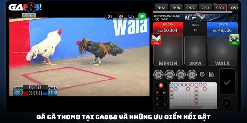 Đá gà Thomo tại GA888 và những ưu điểm nổi bật