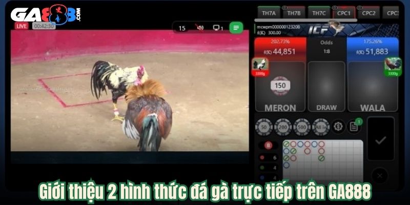 Giới thiệu 2 hình thức đá gà trực tiếp trên GA888