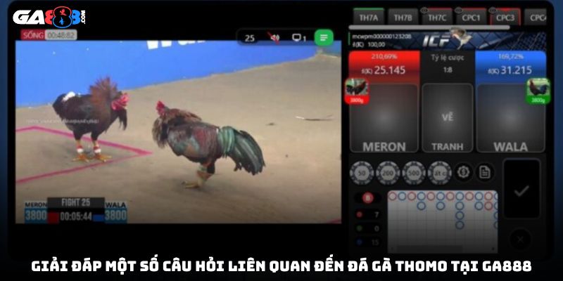 Giải đáp một số câu hỏi liên quan đến đá gà Thomo tại GA888