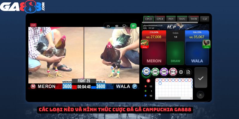 Các loại kèo và hình thức cược đá gà Campuchia tại GA888