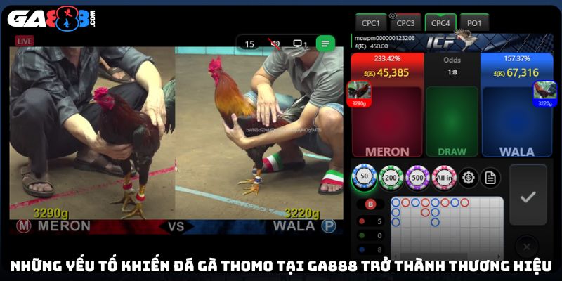 Những yếu tố khiến đá gà Thomo tại GA888 trở thành thương hiệu
