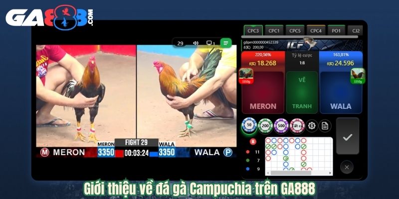 Giới thiệu về đá gà Campuchia trên GA888