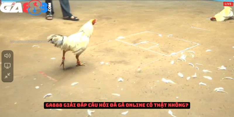 GA888 giải đáp câu hỏi đá gà trực tuyến có thật không?