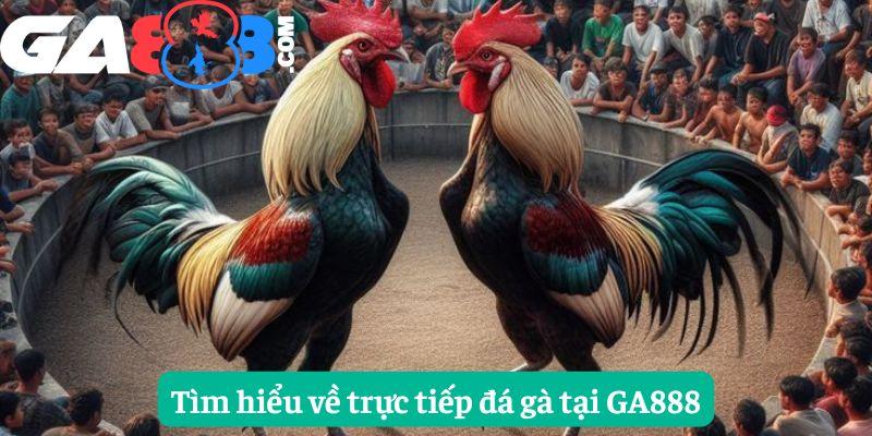 Tìm hiểu về trực tiếp đá gà tại GA888